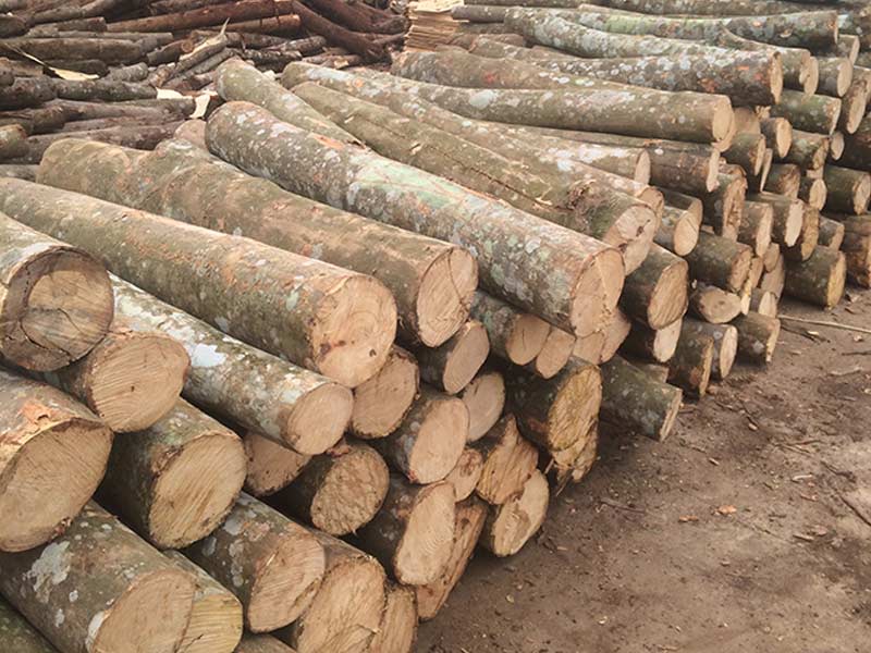 dăm gỗ tối ưu chi phí vận hành lò hơi
