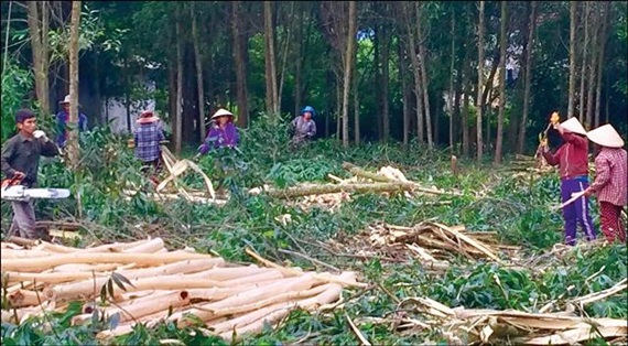 Tận dụng cành, nhánh, gỗ vụn làm dăm gỗ