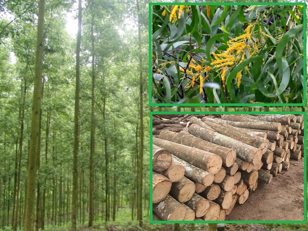 Nguồn cung dăm gỗ Việt Nam - cây keo