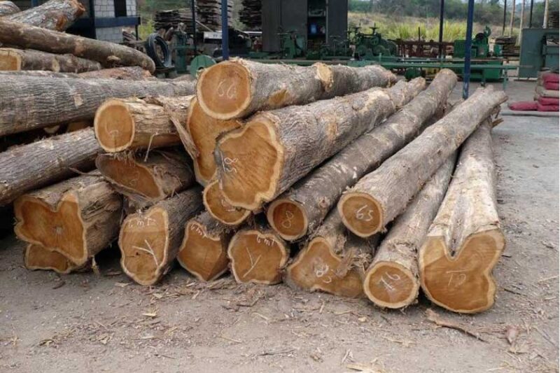 mùn cưa xuất khẩu năng lượng sạch