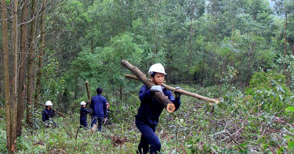 Dăm gỗ làm nguyên liệu sản xuất bột giấy