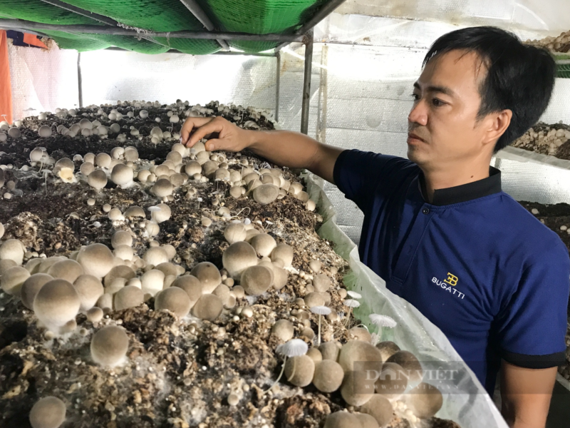 mùn cưa dùng trong công nghiệp thân thiện môi trường