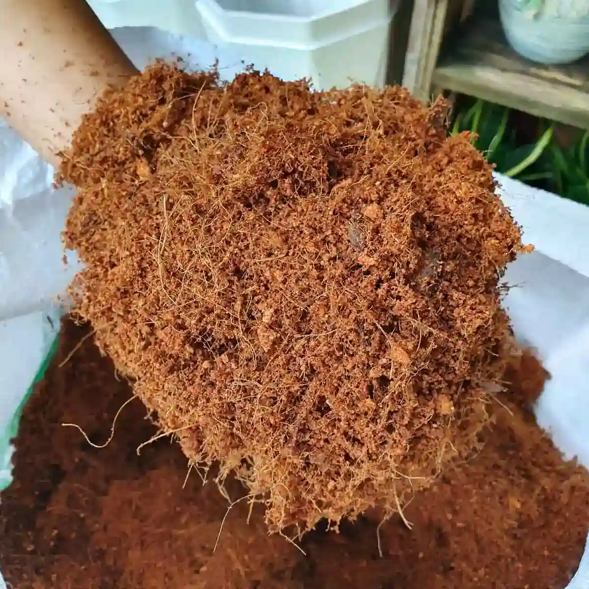 Mùn cưa cho rau thủy canh
