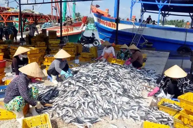 Mùn cưa làm nguyên liệu đổt lò hơi